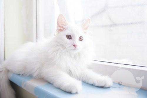 梦见自己吃猫屎 梦见自己吃猫屎