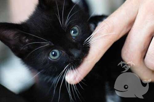 梦见被猫咬到手掌心 梦见被猫咬到手掌心