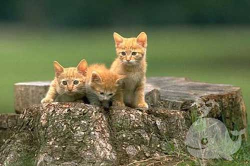 梦见把猫从屋里敢出去 梦见把猫从屋里敢出去