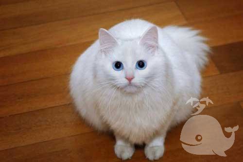 梦见猫和一窝小猫 梦见猫和一窝小猫