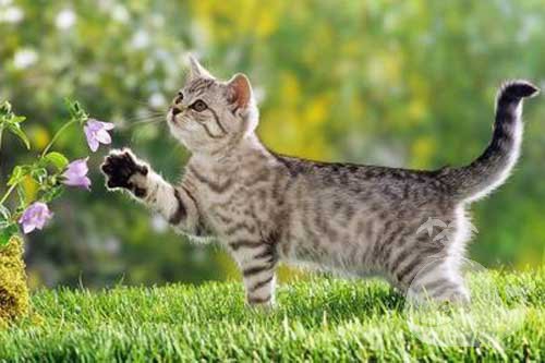 梦见一只猫捉好多老鼠 梦见一只猫捉好多老鼠