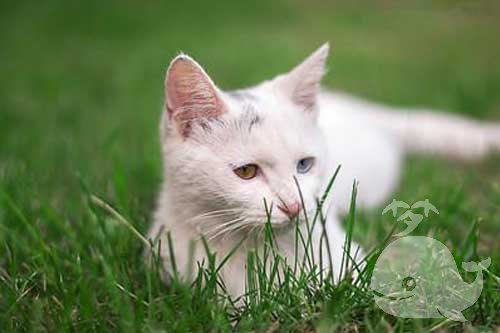 梦见胖猫怀里睡 梦见胖猫怀里睡