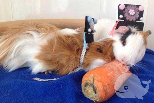 梦见猫和猫头鹰啄自己 梦见猫和猫头鹰啄自己