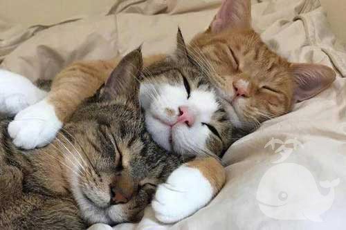 梦见两只猫爬到我身上 梦见两只猫爬到我身上