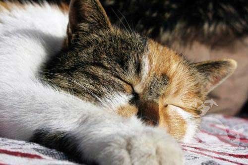 梦见猫跑到床上我身边 梦见猫跑到床上我身边