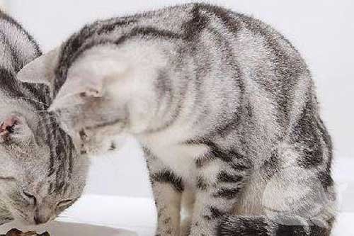 梦见自己轧死猫 梦见自己轧死猫