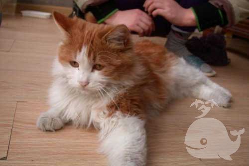 梦见有猫屎在被子上 梦见有猫屎在被子上