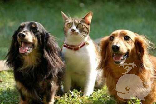 梦见一只长翅膀的猫 梦见一只长翅膀的猫