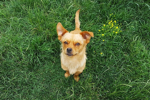 梦见大肚子狗 梦见大肚子狗