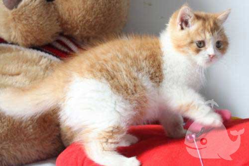 梦见猫偷东西我的心爱之物 梦见猫偷东西我的心爱之物