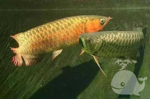 梦见鱼在河里 梦见鱼在河里