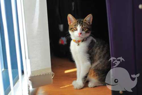 梦见猫把老公叼走了