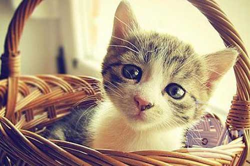 猫抓着自己不放 猫抓着自己不放