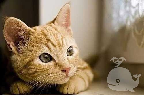 梦见猫生老鼠 梦见猫生老鼠