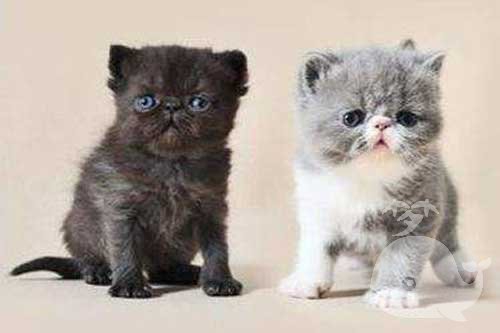 梦见猫追我还想咬我 梦见猫追我还想咬我