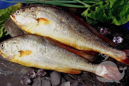 梦见海中鱼 梦见海中鱼