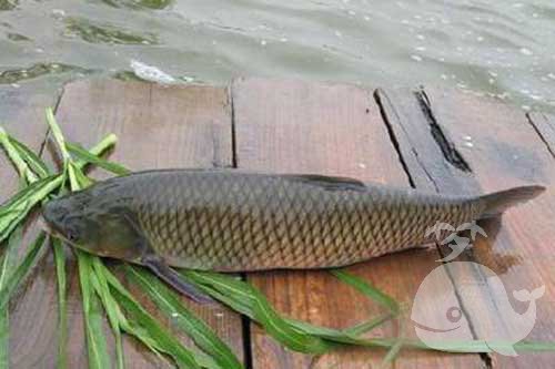 梦见鱼和蚌 梦见鱼和蚌