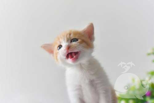 梦见一只米黄色的猫 梦见一只米黄色的猫