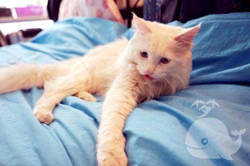 梦见家里有好多猫狗 梦见家里有好多猫狗