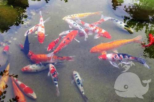 梦见去逮鱼 梦见去逮鱼