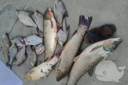 梦见给鱼给别人