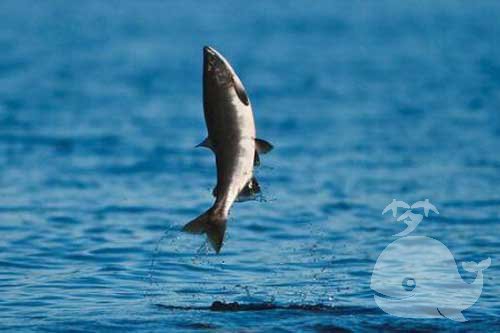 梦见吃的鱼 梦见吃的鱼