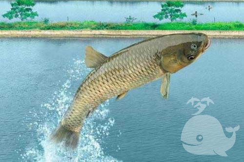 梦见山像鱼 梦见山像鱼