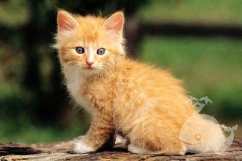 梦见别人家的死猫 梦见别人家的死猫