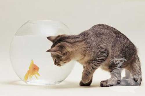 梦见猫给尿拉到床上 梦见猫给尿拉到床上