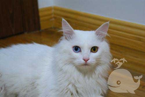 梦见蛇缠在猫身上猫又拦着路