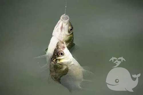 梦见给鱼咬 梦见给鱼咬