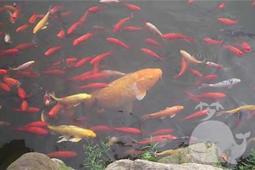 梦见枣和鱼 梦见枣和鱼