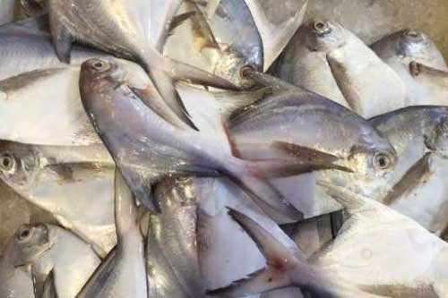 梦见鱼卖光 梦见鱼卖光