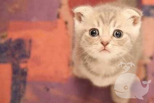 梦见救受伤的猫 梦见救受伤的猫