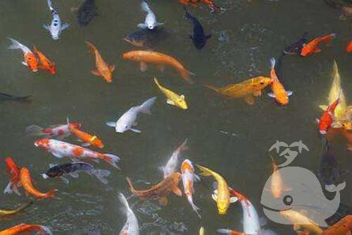 梦见人钩鱼 梦见人钩鱼