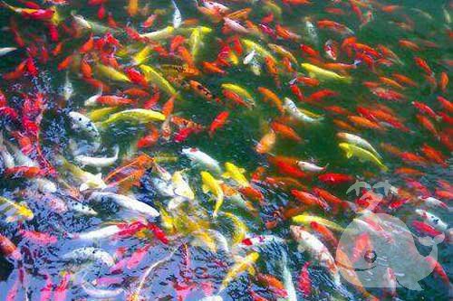 梦见繁殖鱼 梦见繁殖鱼