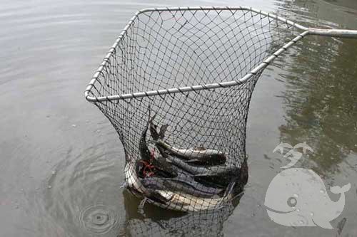 梦见抓鱼钓鱼 梦见抓鱼钓鱼