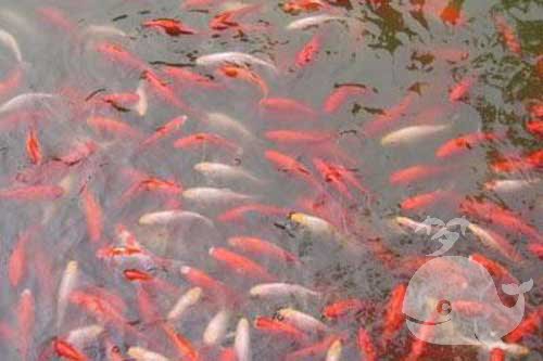 梦见鱼和枣 梦见鱼和枣