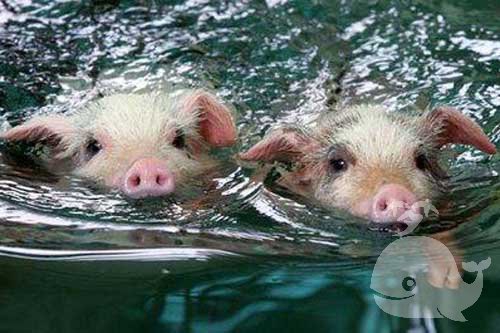 梦见猪吞鱼 梦见猪吞鱼