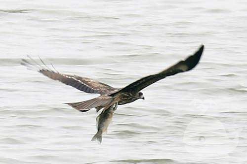 梦见鱼变鹰 梦见鱼变鹰