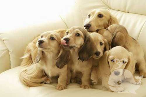 梦见狗埋鱼 梦见狗埋鱼