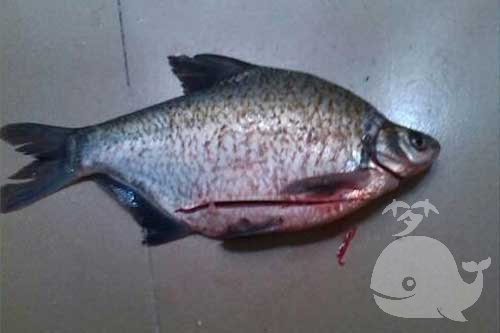 梦见鱼变牛 梦见鱼变牛