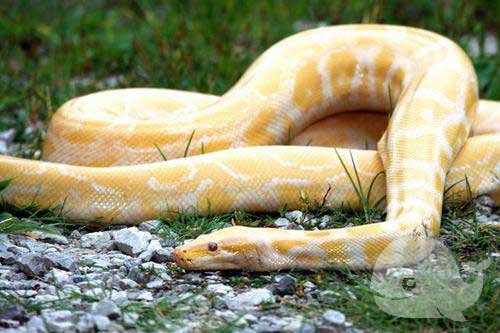 梦见大蛇鱼 梦见大蛇鱼