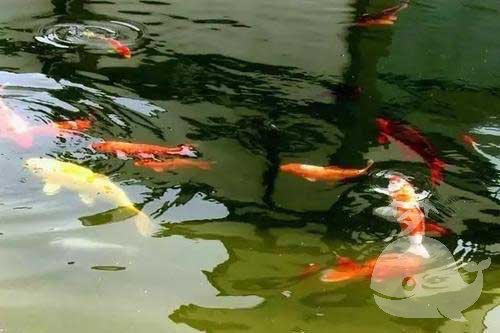 梦见池塘里有好多鱼 梦见池塘里有好多鱼