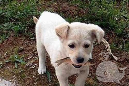 梦见狗跟鱼 梦见狗跟鱼