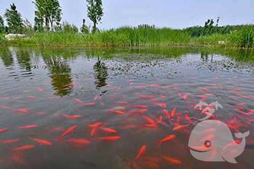 梦见树和鱼 梦见树和鱼