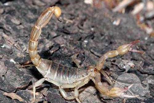 梦见蝎子鱼 梦见蝎子鱼