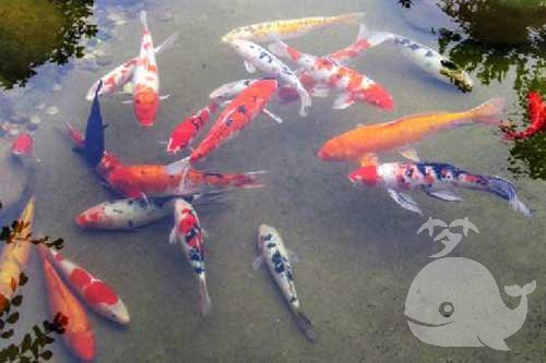 梦见鱼吞猪 梦见鱼吞猪