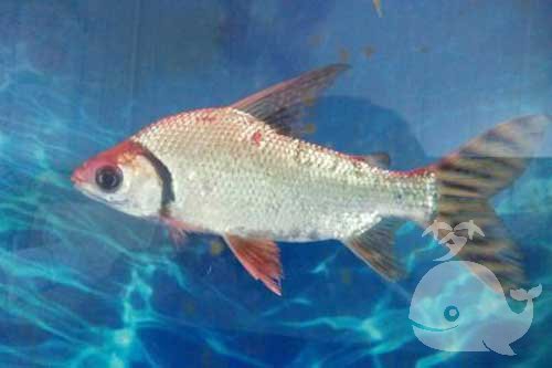 梦见鱼掉皮 梦见鱼掉皮