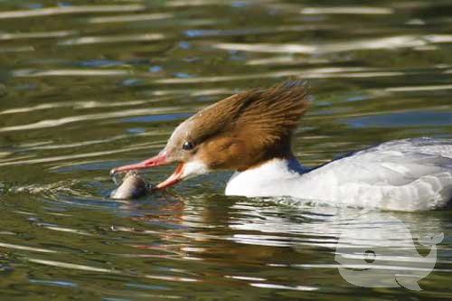 梦见鸟送鱼 梦见鸟送鱼